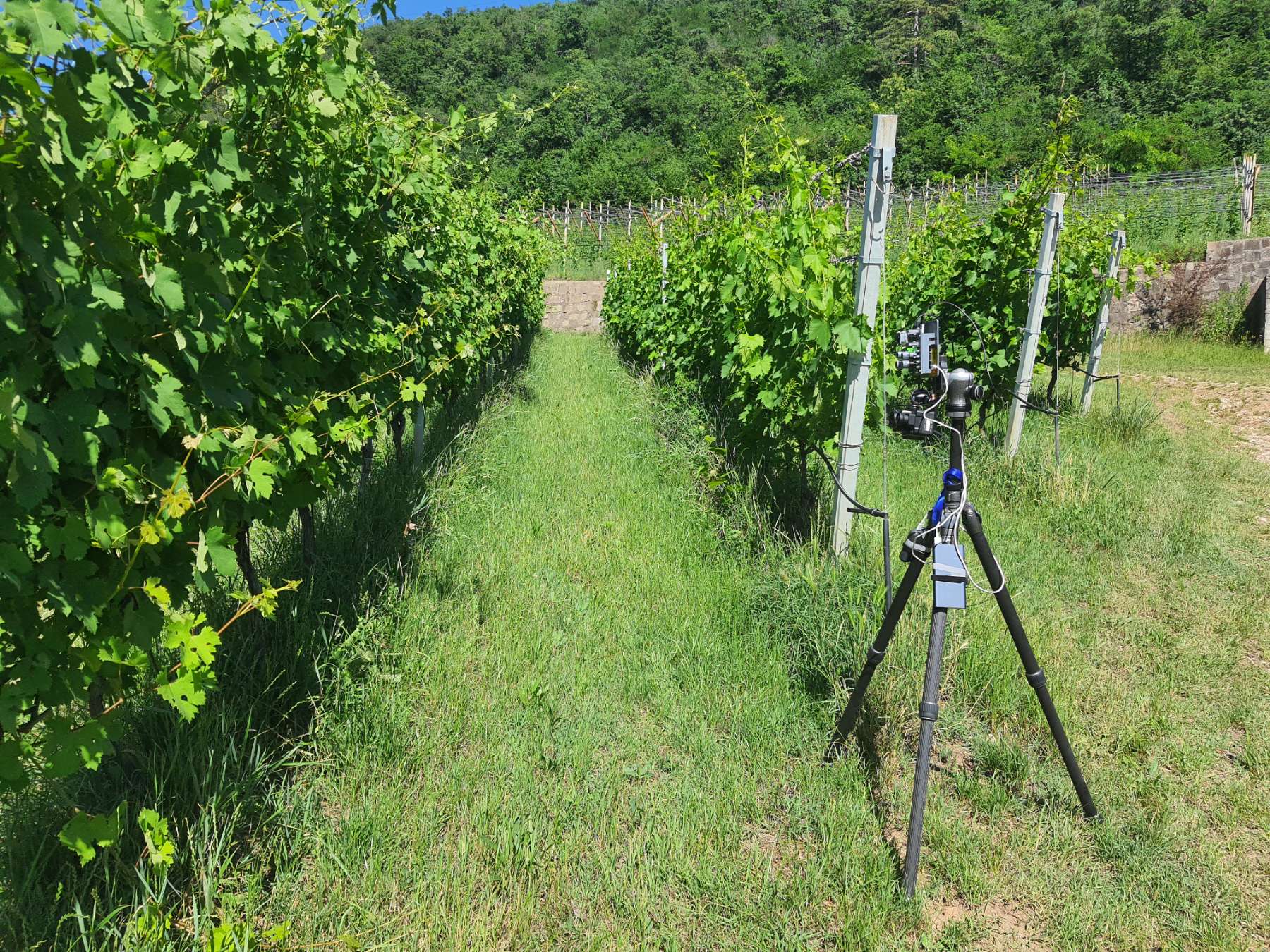 MCAPEFA camera (Multispectral and thermal, prototype II) and FLIR as thermal reference.