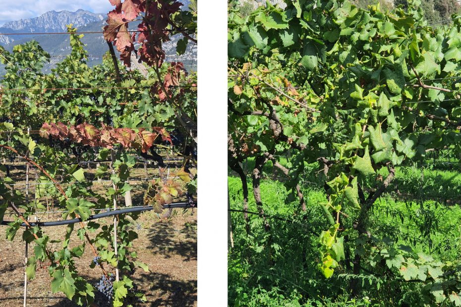 FD in Cabernet Sauvignon (left) and Chardonnay (right)