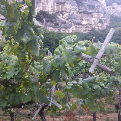 Chardonnay (Source: Agraria Riva del Garda)